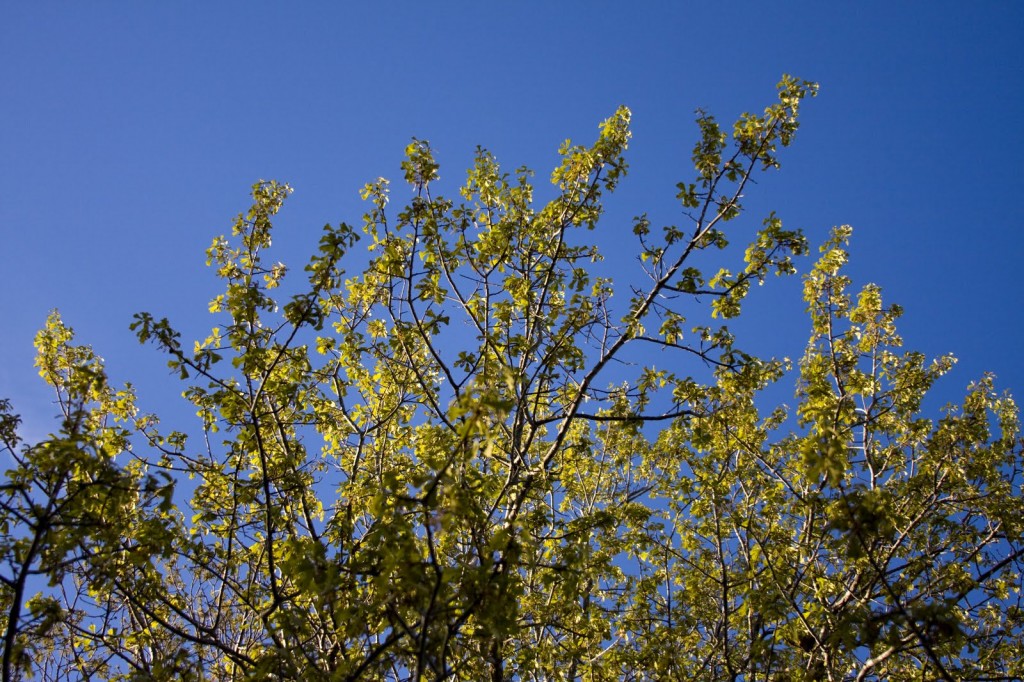 Trees Budding