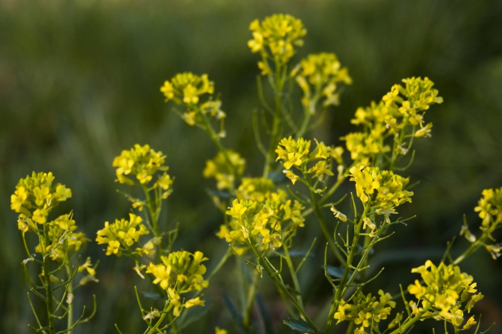 Spring Flowers